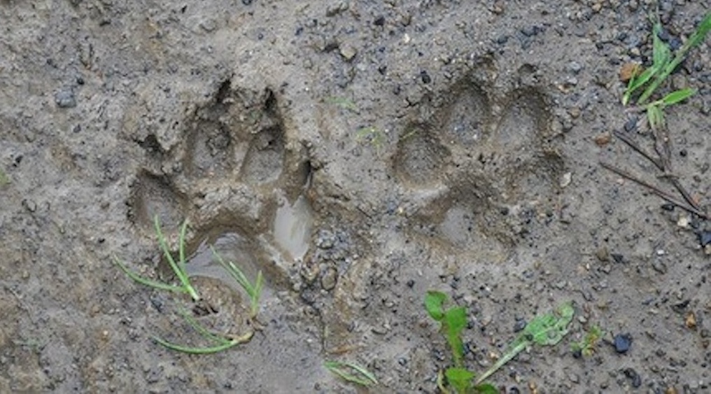 Esquelas.es | Mlaga dispondr en los prximos meses del primer cementerio pblico de mascotas de Espaa