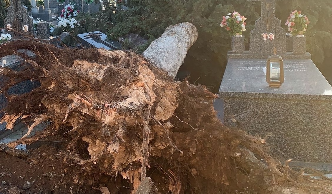 Esquelas.es | Los fuertes vientos provocan el derribo de rboles que destrozan el muro del cementerio y varias tumbas