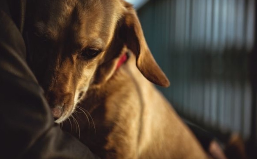 Esquelas.es | El tanatorio de Torrejn de Ardoz integra un nuevo servicio con perros de terapia para reducir la ansiedad