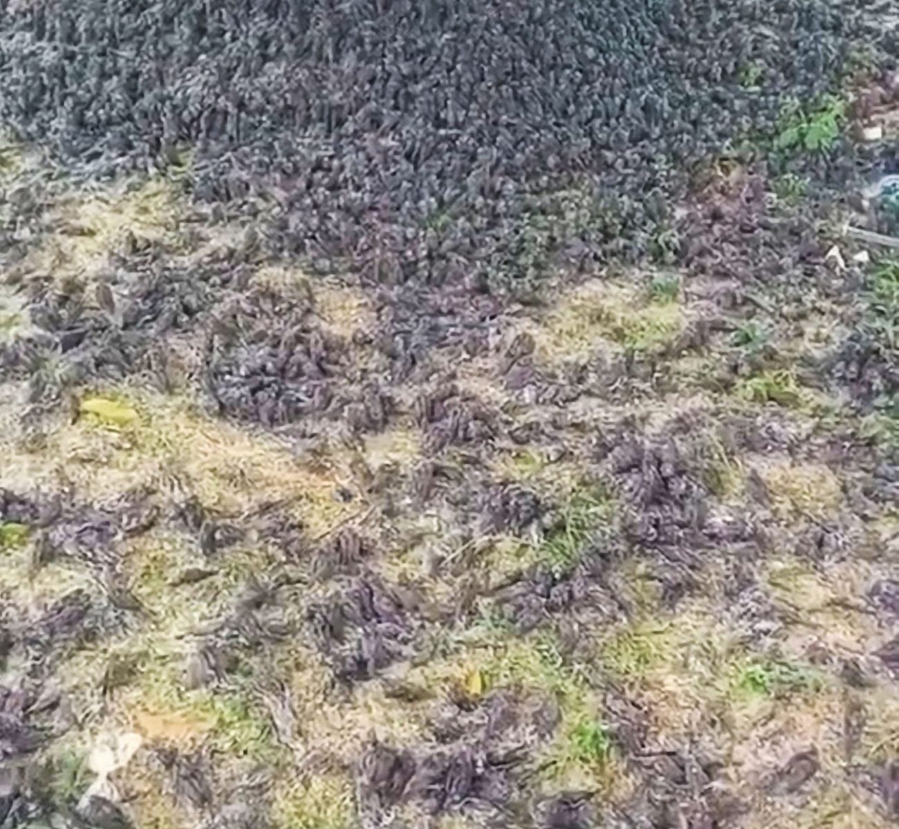 Esquelas.es | Aparecen cientos de pjaros muertos en un cementerio de la isla de Bali (Indonesia)