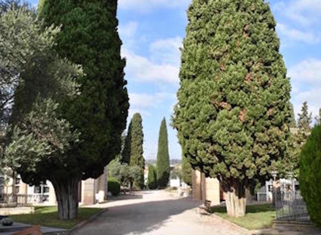 Esquelas.es | Suspenden a causa de la lluvia el tratamiento fitosanitario en los cipreses del cementerio de Manresa