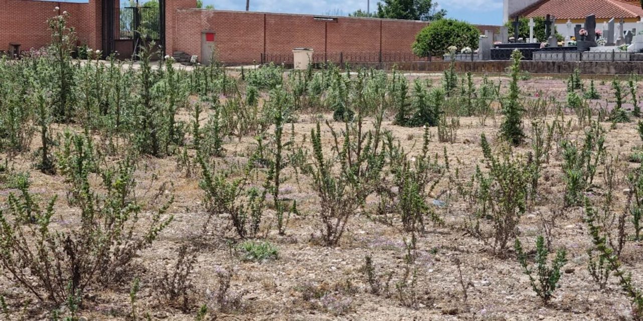 Esquelas.es | El PP de Pearanda de Bracamonte denuncia el abandono en el que se encuentra el cementerio municipal