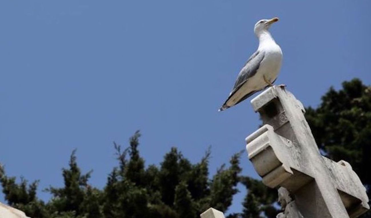 Esquelas.es | Los usuarios de los cementerios de Barcelona se tienen que proteger de los posibles ataques de las gaviotas