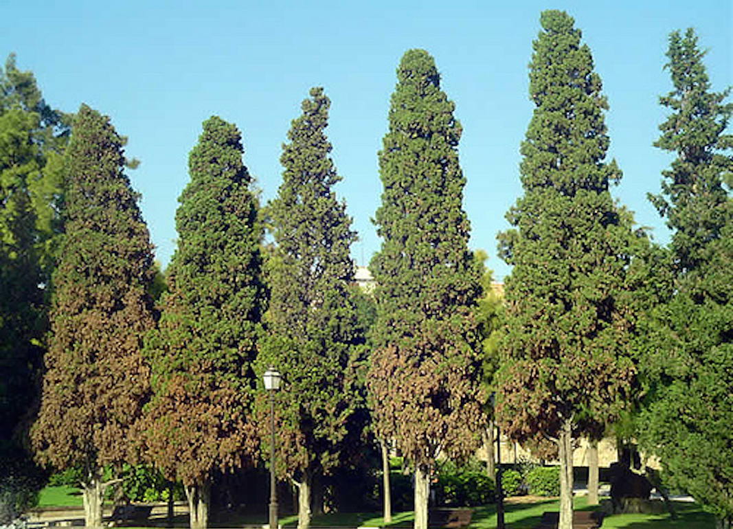 Esquelas.es | Tratamiento fitosanitario a los cipreses del cementerio, pinos y cedros de Manresa