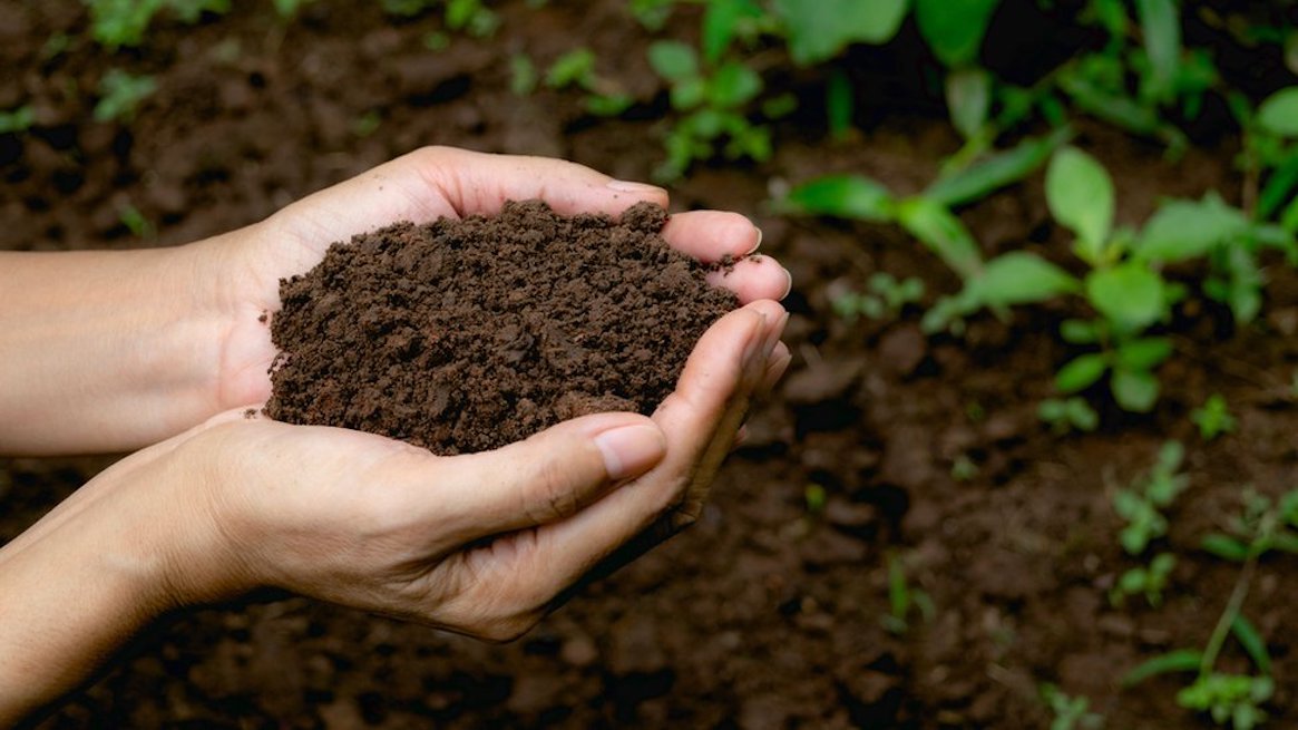 Esquelas.es | Convertir un cadver en abono orgnico: Nueva York autoriza el compostaje de restos humanos