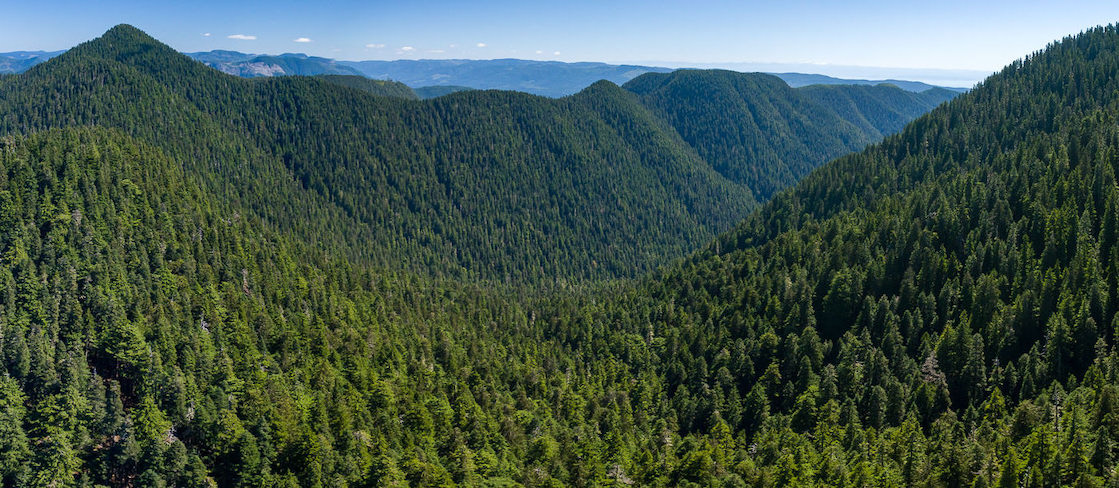 Esquelas.es | Cuidar el medioambiente le puede beneficiar de maneras inesperadas