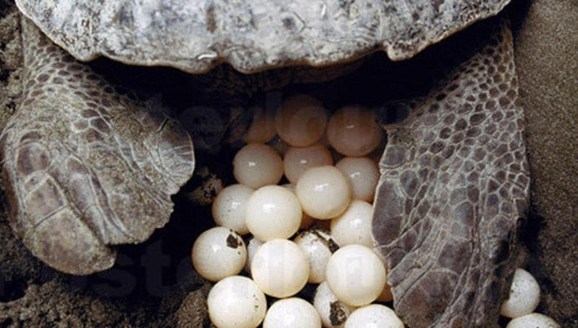 Esquelas.es | Rcord de casos de nidificacin de tortugas marinas en Espaa e Italia