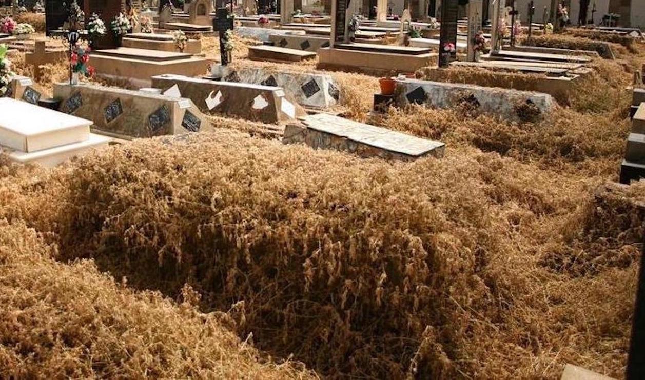 Esquelas.es | Los usuarios del cementerio de San Jos lamentan la abundante maleza existente que invade el cementerio