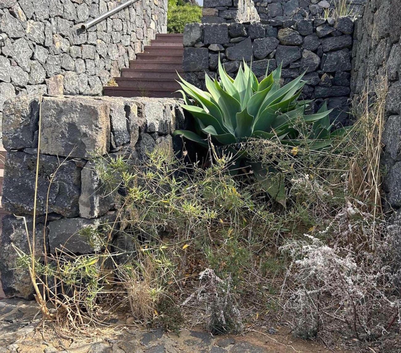 Esquelas.es | Coalicin Canaria denuncia: ?el cementerio de El Roque en La Guancha prima la maleza y la mala hierba