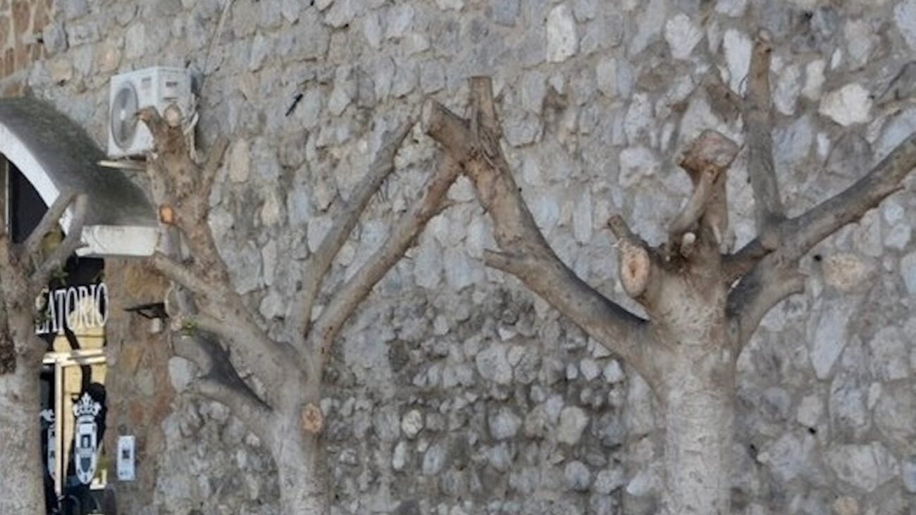 Esquelas.es | Podan hasta el tronco los árboles del tanatorio de Ceuta a causa de una plaga de insectos